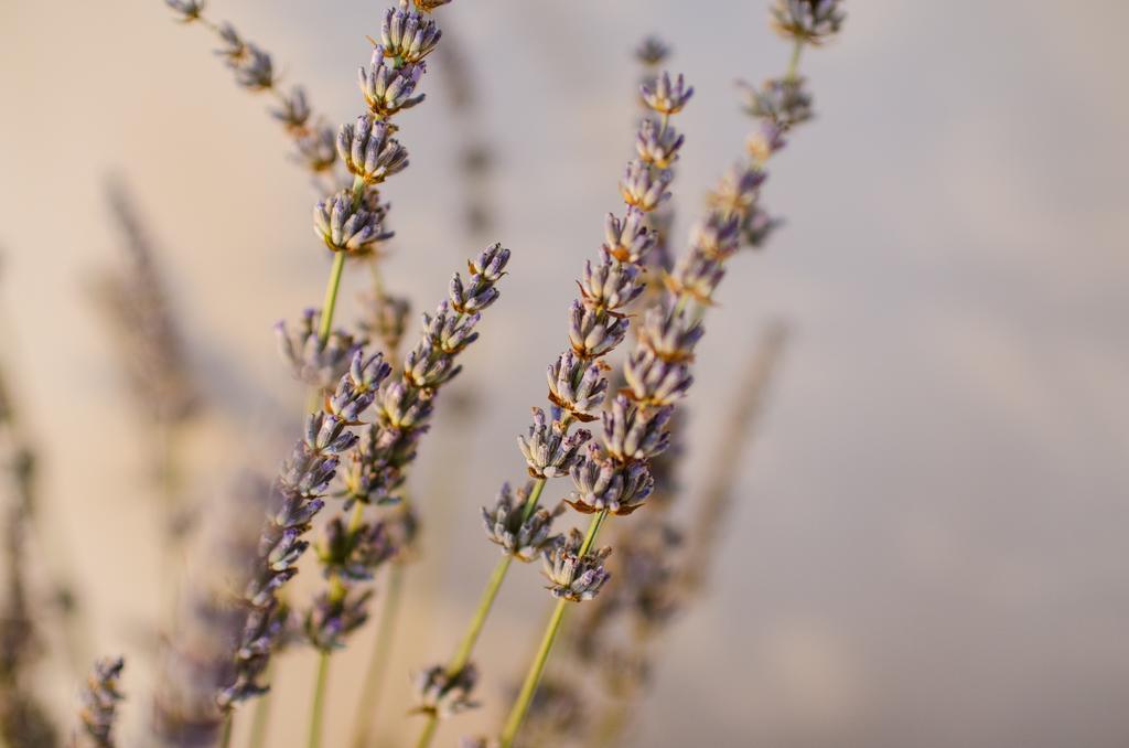 PUY Lavender - City Room With Free Parking מראה חיצוני תמונה
