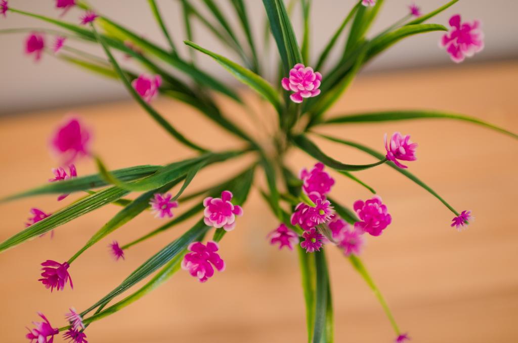 PUY Lavender - City Room With Free Parking מראה חיצוני תמונה